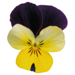 Viola Cornuta Admire "Lemon Purple Wing" - во саксија Ø9/Ø10